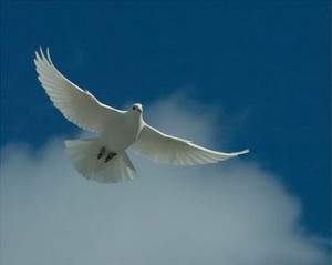 dove