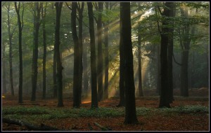 paranoia-lightinthedarkforest