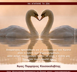 osios-porphyrios-love-animals-sm